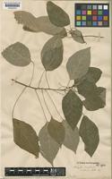 Acalypha brasiliensis Müll.Arg. [family EUPHORBIACEAE]