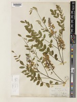 Sophora violacea Thwaites [family LEGUMINOSAE-PAPILIONOIDEAE]