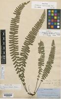 Isosyntype of Asplenium claussenii Hieron. [family ASPLENIACEAE]