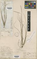 Paspalum lindenianum A.Rich. [family POACEAE]