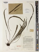Type of Podosorus angustatus unrecorded [family POLYPODIACEAE]