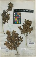 Ilex walkeri Wight & Gardn. ex Thwaites var. emarginella (Loesener) [family AQUIFOLIACEAE]
