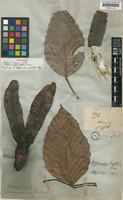 Dipterocarpus grandiflorus Blanco [family DIPTEROCARPACEAE]