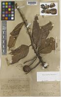 Vatica stapfiana Slooten [family DIPTEROCARPACEAE]