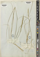 Elymus panormitanus (Bertol.) Tzvelev [family POACEAE]