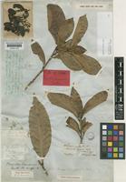 Holotype of Magnolia championii Benth. [family MAGNOLIACEAE]