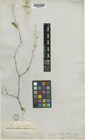 Isotype of Ziziphus aucheri Boiss. [family RHAMNACEAE]