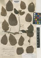 Grewia insularis Ridl. [family TILIACEAE]