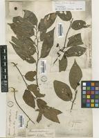 Grewia australis Burret [family TILIACEAE]