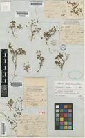 Type of Oxalis exilis A.Cunn. [family OXALIDACEAE]