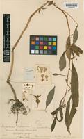 Impatiens balsamina L. [family BALSAMINACEAE]