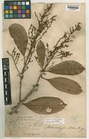 Syntype of Melanochyla nitida King [family ANACARDIACEAE]