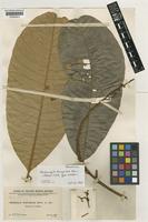 Type of Melanochyla ferruginea Merr. [family ANACARDIACEAE]