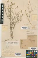 Type of Clypeola elegans Boiss. & A.Huet [family CRUCIFERAE]