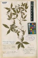 Tetrastigma affine (Gagnep. ex Osmaston) Raizada & Saxena [family VITACEAE]