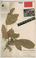 Isotype of Lepidopetalum subdichotomum Radlk. [family SAPINDACEAE]