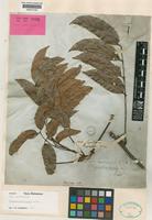 Isosyntype of Cupania acuta Hiern [family SAPINDACEAE]