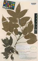 Type of Guioa chrysea A.C.Sm. [family SAPINDACEAE]