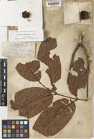 Isolectotype of Alectryon macrococcus Radlk. [family SAPINDACEAE]