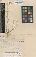 Haplophyllum tuberculatum (Forssk.) A. Juss. [family RUTACEAE]