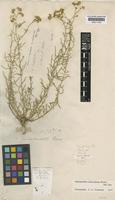 Haplophyllum tuberculatum (Forssk.) A. Juss. [family RUTACEAE]