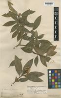Skimmia japonica Thunb. subsp. reevesiana (Fortune) N.P.Taylor & Airy Shaw [family RUTACEAE]