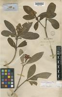 Skimmia japonica Thunb. [family RUTACEAE]