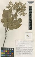 Isotype of Flindersia brassii T.G.Hartley & B.Hyland [family RUTACEAE]