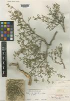 Holotype of Zygophyllum qatarense Hadidi [family ZYGOPHYLLACEAE]