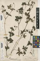 Geranium arnottianum Steud. [family GERANIACEAE]