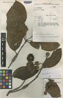 Neonauclea excelsioides Ridsdale [family RUBIACEAE]