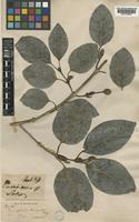 Nauclea officinalis (Pierre ex Pit.) Merr. & Chun [family RUBIACEAE]