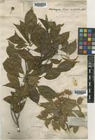 Pertusadina multifolia (Havil.) Ridsdale [family RUBIACEAE]