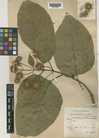 Sinoadina racemosa (Siebold & Zucc.) Ridsdale [family RUBIACEAE]