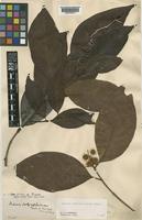 Metadina trichotoma (Zoll. & Moritzi) Bakh.f. [family RUBIACEAE]