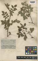Rosa afzeliana Fr. var. glaucophylla [family ROSACEAE]