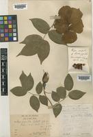 Rosa odorata (Andrews) Sweet var. gigantea (Collett ex Crep.) Rehder & E.H.Wilson [family ROSACEAE]