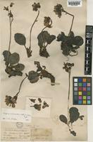 Bergenia purpurascens (Hook.f. & Thomson) Engl. [family SAXIFRAGACEAE]
