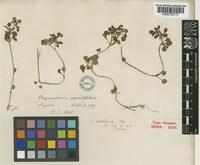 Type of Chrysosplenium nepalense D.Don [family SAXIFRAGACEAE]