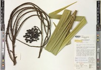 Isotype of Moratia cerifera H.E.Moore [family ARECACEAE]