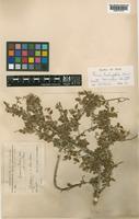 Isotype of Prunus brachypetala (Boiss.) Walp var. bornmülleri C.K.Schneid. [family ROSACEAE]
