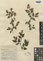 Neillia hypomalaca Rehder [family ROSACEAE]