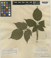 Rubus insectifolius Lefèvre & P.J.Müll. [family ROSACEAE]