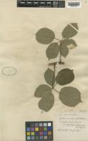 Rubus cornubiensis (W.M.Rogers & Ridd.) Rilstone [family ROSACEAE]
