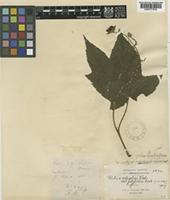 Rubus refractus H.Lév. var. latifolius Cardot [family ROSACEAE]