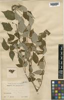 Rubus idaeus L. [family ROSACEAE]
