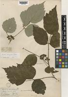 Rubus hypargyrus Edgew. var. niveus (Wall. ex G.Don) H.Hara [family ROSACEAE]