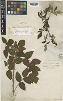 Holotype of Rubus pauciflorus Wall. [family ROSACEAE]