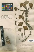 Neotype of Trapa natans L. [family TRAPACEAE]
