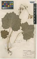 Primula violaris W.W.Sm. & H.R.Fletcher [family PRIMULACEAE]